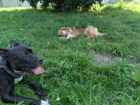Sofi - roczna, domowa, wychowana sunia Olsztyn - zdjęcie 7