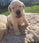 Labrador Retriever Gruszów Wielki - zdjęcie 6