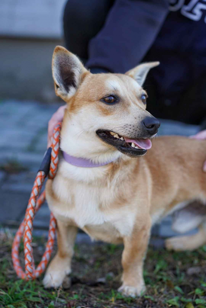 Radosny, młody Figo, pokochaj! Olsztyn - zdjęcie 4