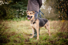 Magnus - młody, niesamowicie wesoły i przyjazny psiak! Olsztyn - zdjęcie 6