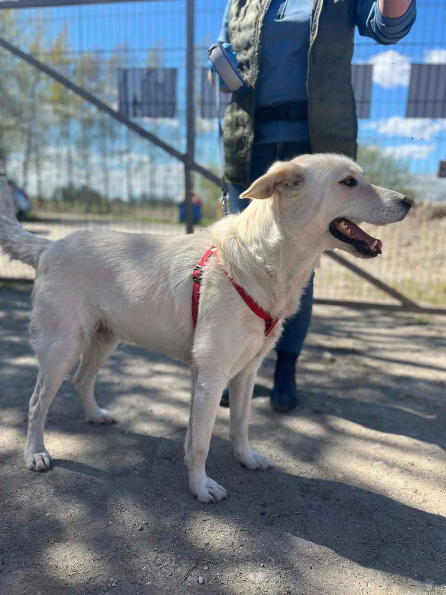 Rodzinny, inteligentny psiak szuka domu! Olsztyn - zdjęcie 2