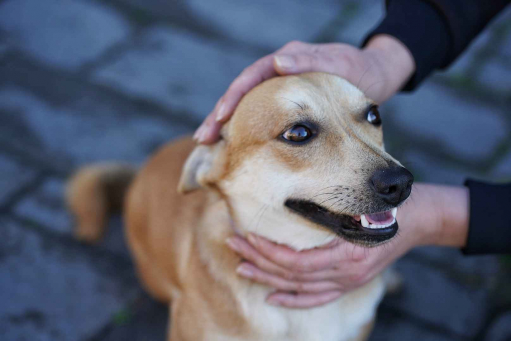 Radosny, młody Figo, pokochaj! Olsztyn - zdjęcie 5