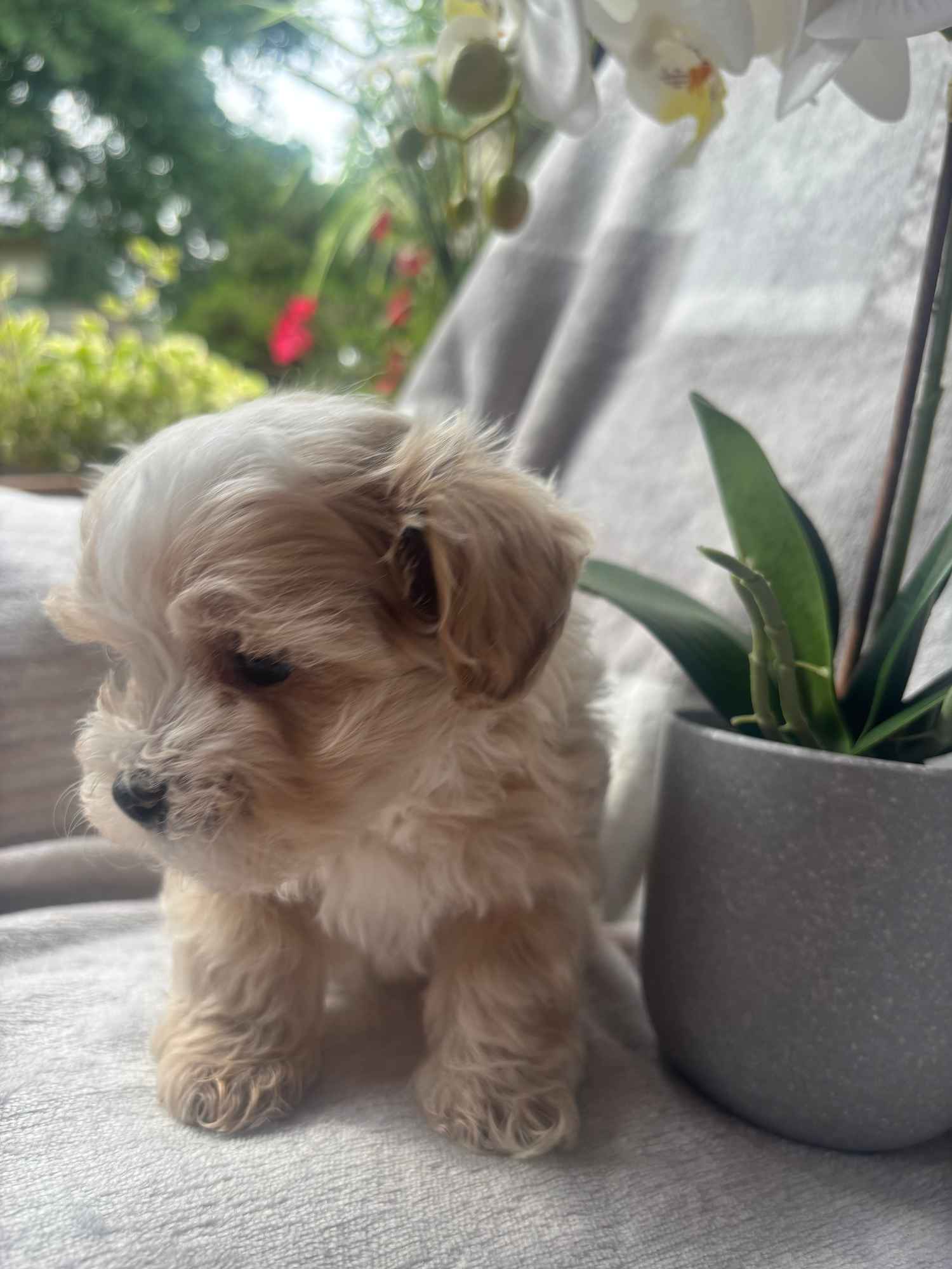 Maltipoo F1 samica Częstochowa - zdjęcie 4