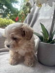 Maltipoo F1 samica Częstochowa - zdjęcie 4