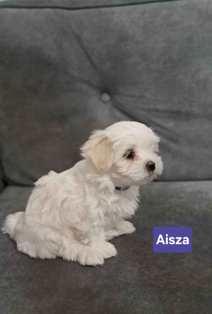 Maltańczyki suczki Burzec - zdjęcie 2