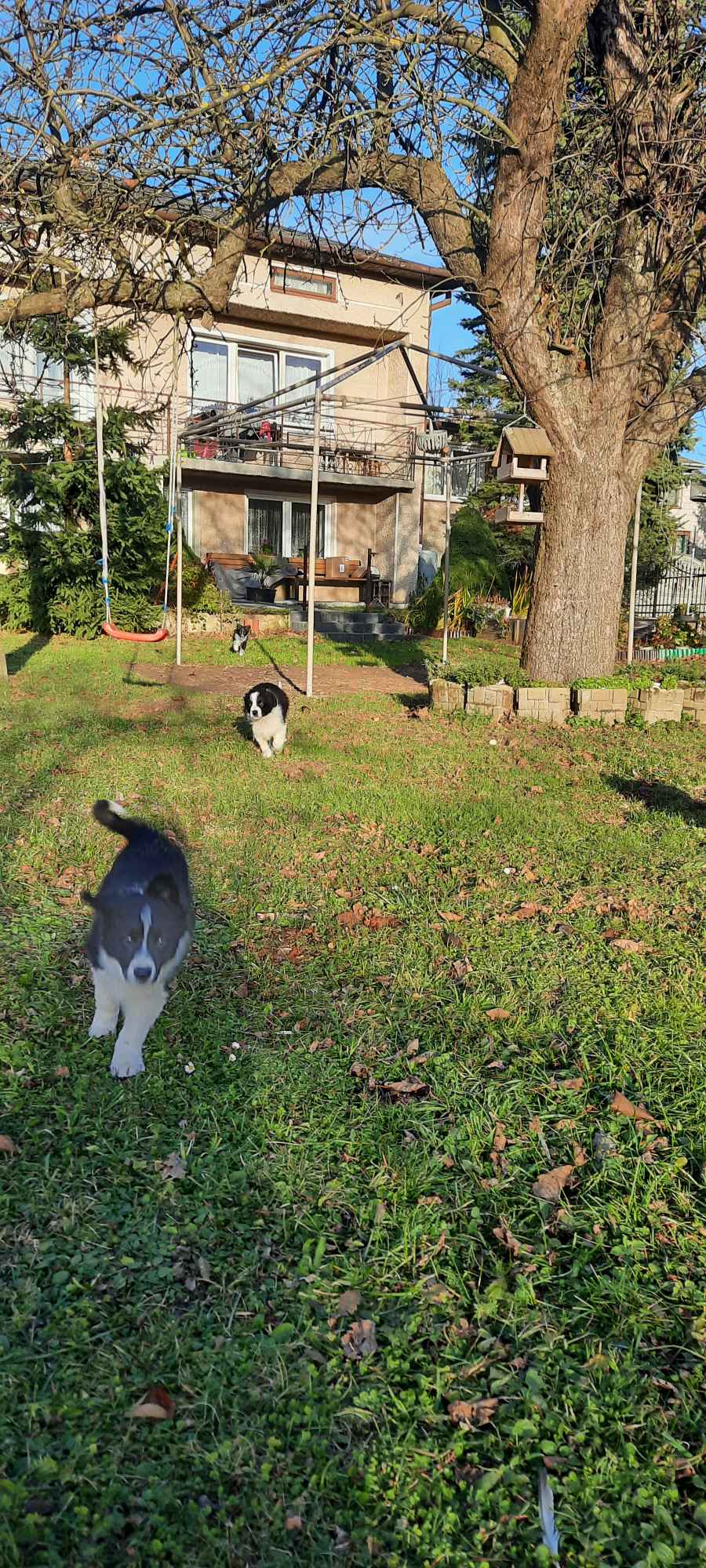 Szczeniaki border collie sprzedam Bieliny - zdjęcie 1