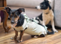 Dwie nakolankowe, domowe, wesołe sunieczki! Olsztyn - zdjęcie 4