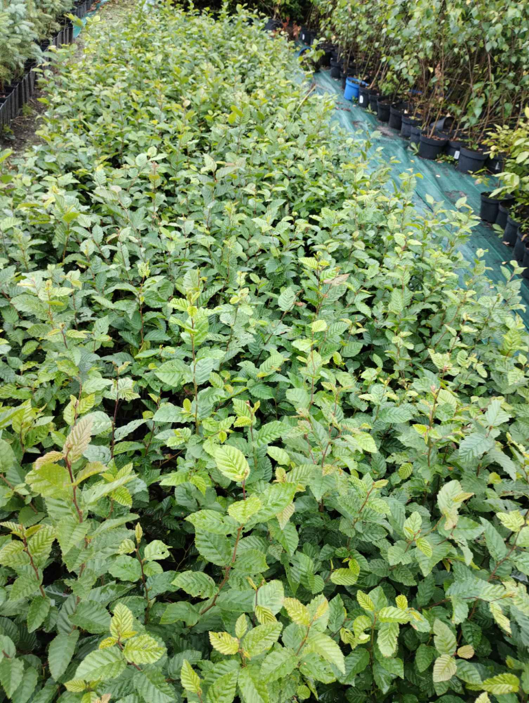 Grab pospolity sadzonki w doniczkach Carpinus betulus Buczków - zdjęcie 3