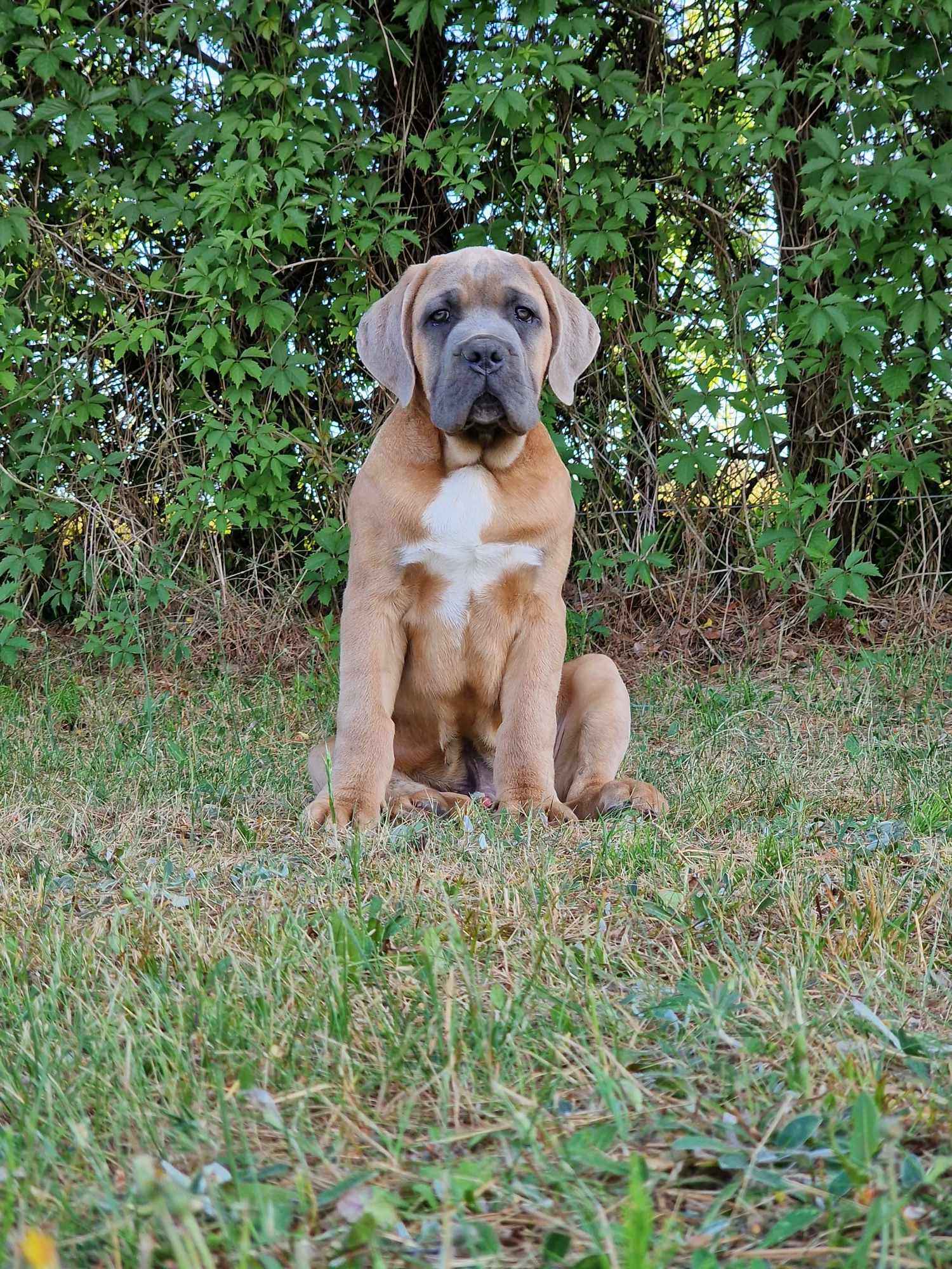 Cane Corso Italiano Puppies (FCI) Michów - zdjęcie 11