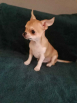 Chihuahua sunia Górna - zdjęcie 5