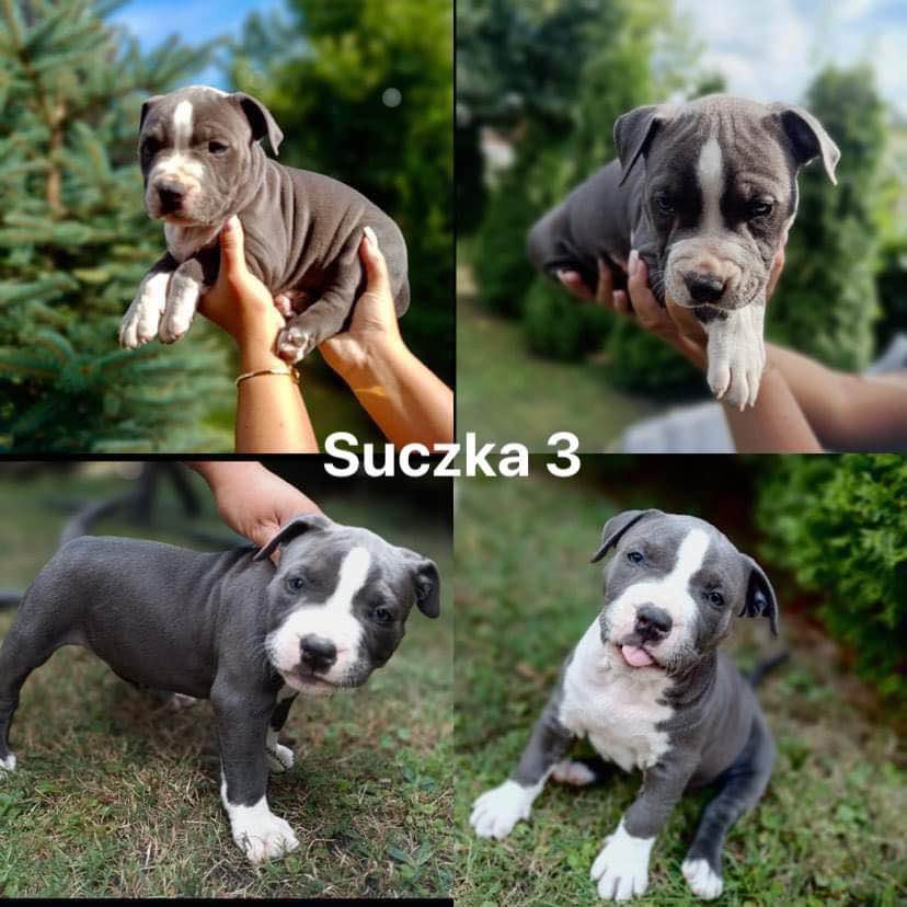 Blue Amstaff American Staffordshire Terrier - szczeniaki z rodowodem. Radom - zdjęcie 6