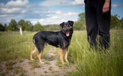 Gucio - młody, niekonfliktowy, wychowany psiak! Olsztyn - zdjęcie 2