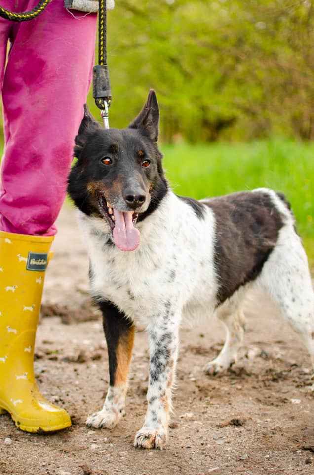 Łatek - przyjaciel na dobre i na złe Olsztyn - zdjęcie 3