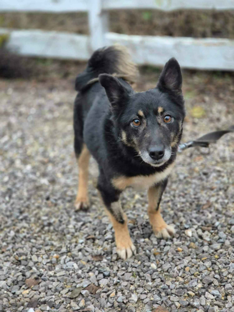 Józia - nakolankowa, wesoła sunia szuka domu! Olsztyn - zdjęcie 3