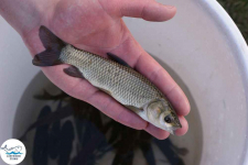 Narybek karp amur tołpyga (węgorz lin sum sandacz jesiotr) Biała Podlaska - zdjęcie 2