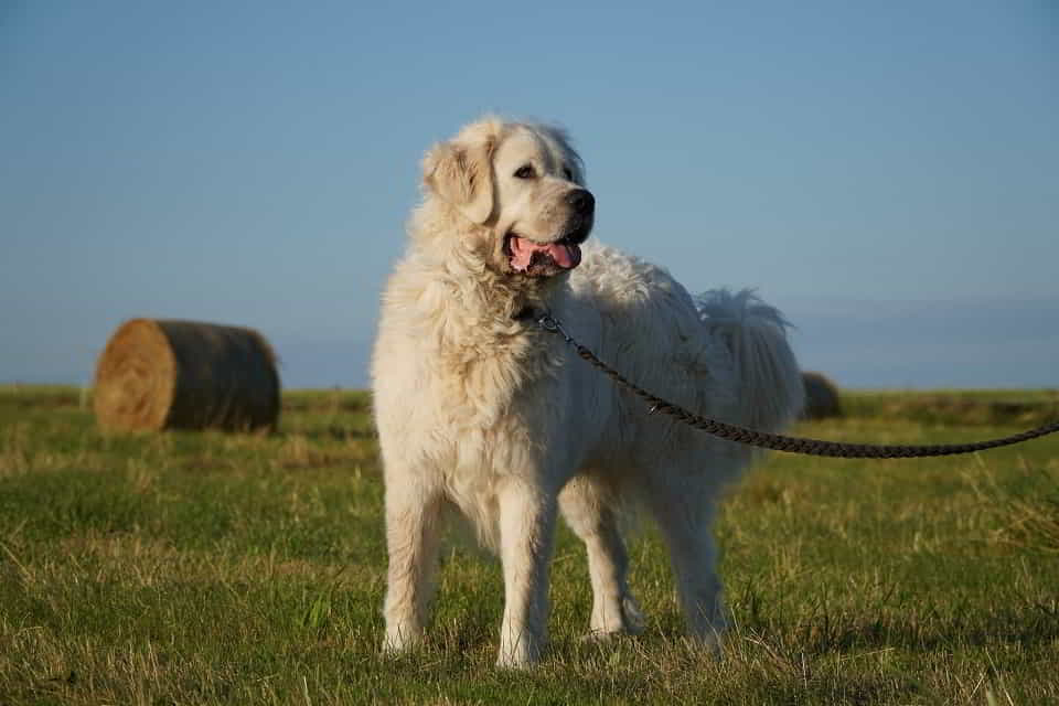 Achu - radosny, serdeczny i… gotowy na nowy dom ♥️🐾🏡 Łętkowice - zdjęcie 1