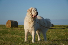 Achu - radosny, serdeczny i… gotowy na nowy dom ♥️🐾🏡