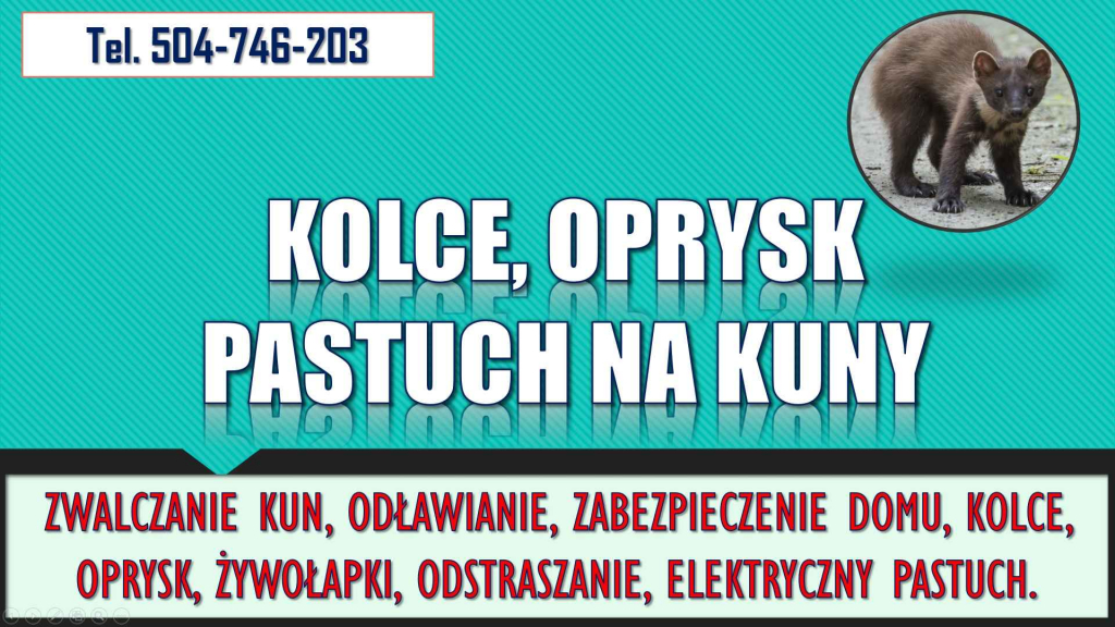 Odstraszanie kun, tel. 504-746-203. Odławianie i zabezpieczenie domu. Psie Pole - zdjęcie 4