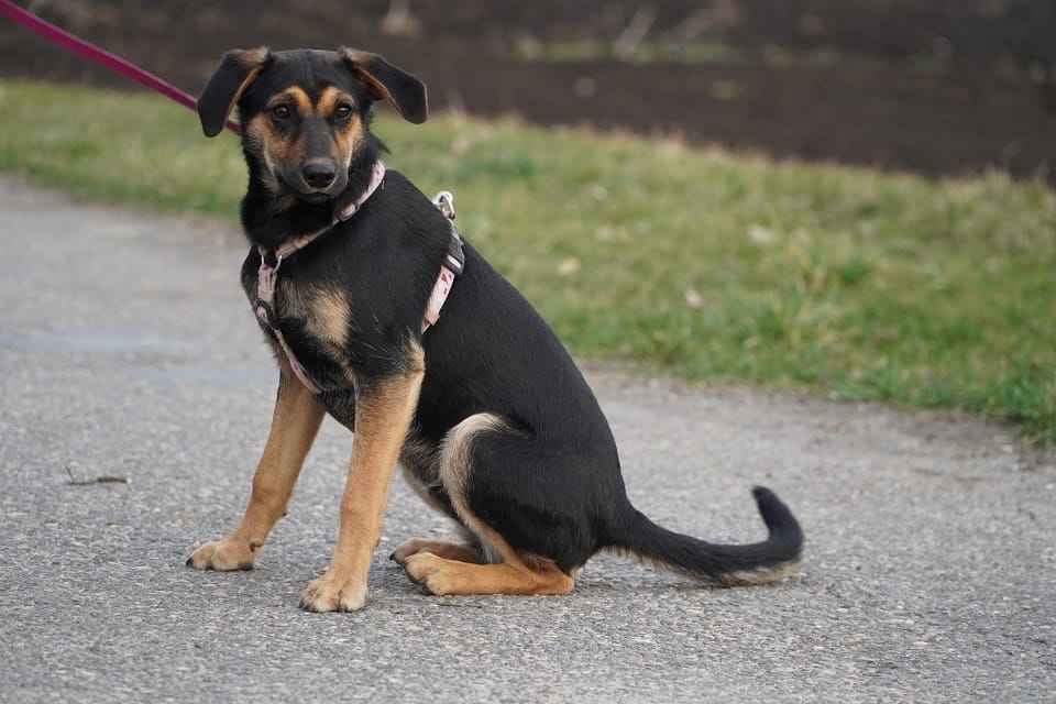 Mały bohater o wielkim sercu czeka na dom! Zorro poleca się do adopcji Łętkowice - zdjęcie 2