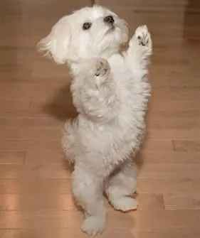 Dwa wspaniałe maltańczyki dostępne do bezpłatnej adopcji Bemowo - zdjęcie 1