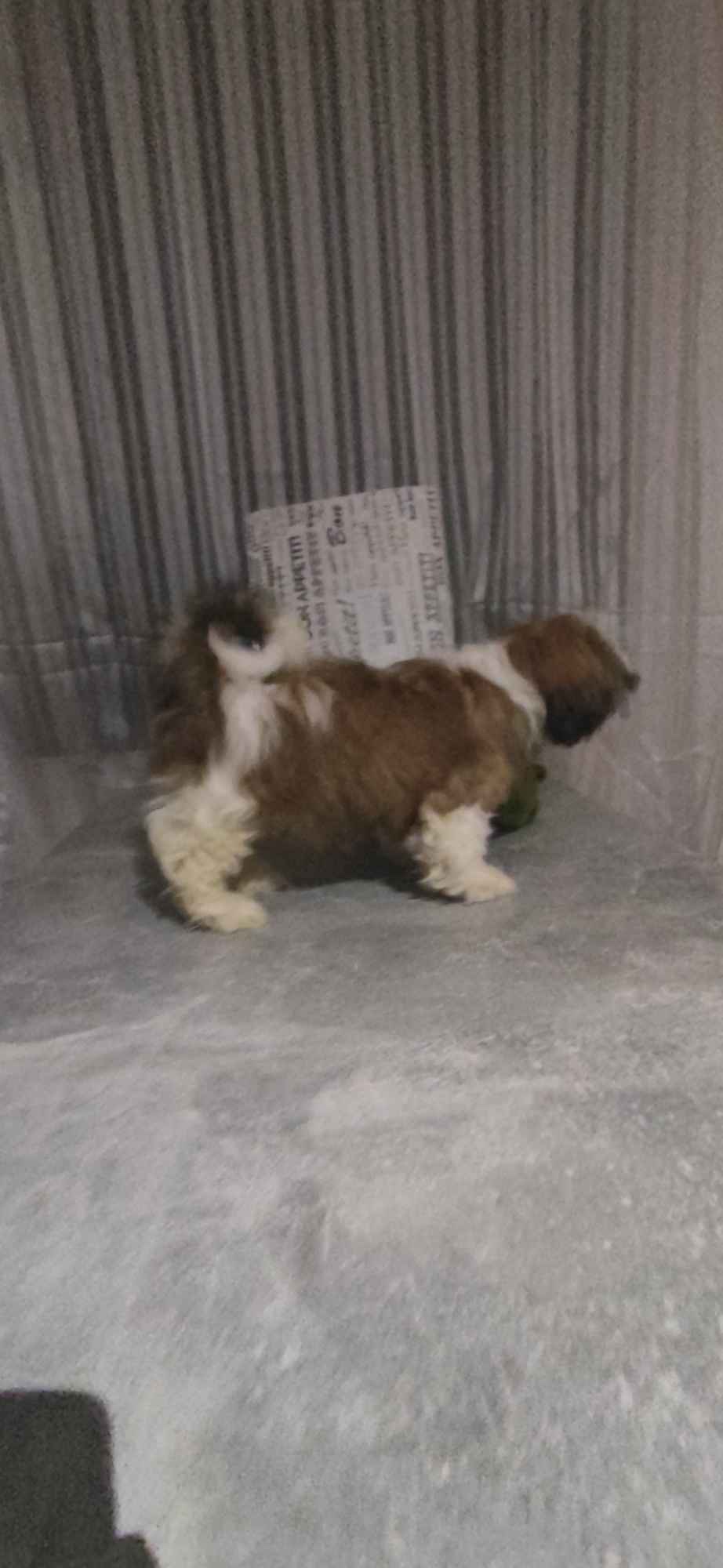 Shih TZU FCI ZKwP Tuchów - zdjęcie 5