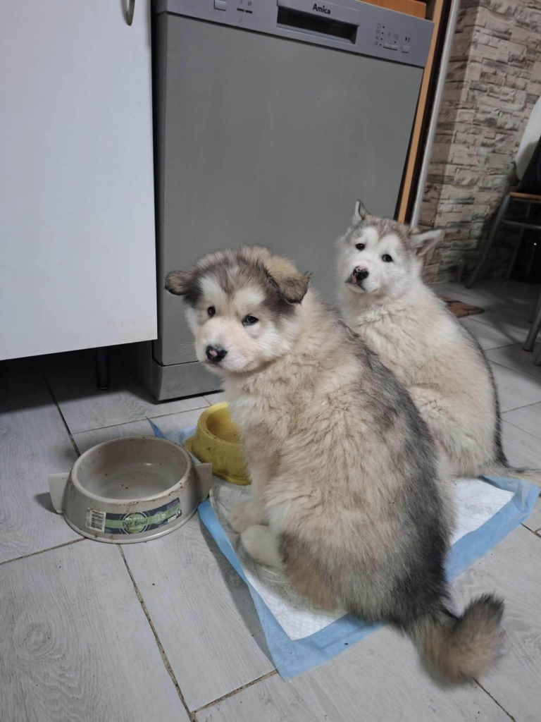 Alaskan malamute Bogurzyn - zdjęcie 1