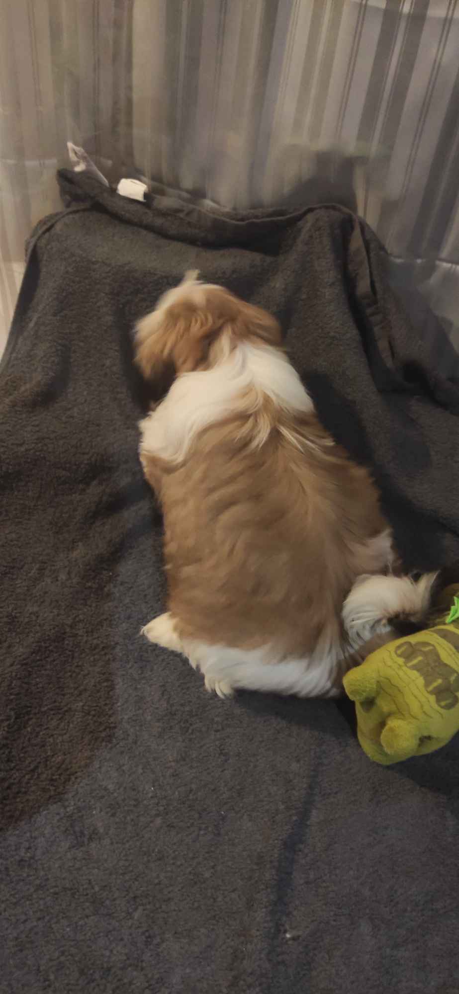 Shih TZU FCI ZKwP Tuchów - zdjęcie 6