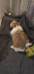 Shih TZU FCI ZKwP Tuchów - zdjęcie 6