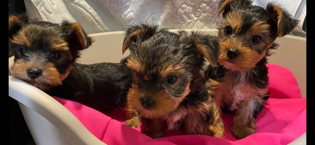 Miniaturowy Rasowy Yorkshire Terrier Lotyń - zdjęcie 2