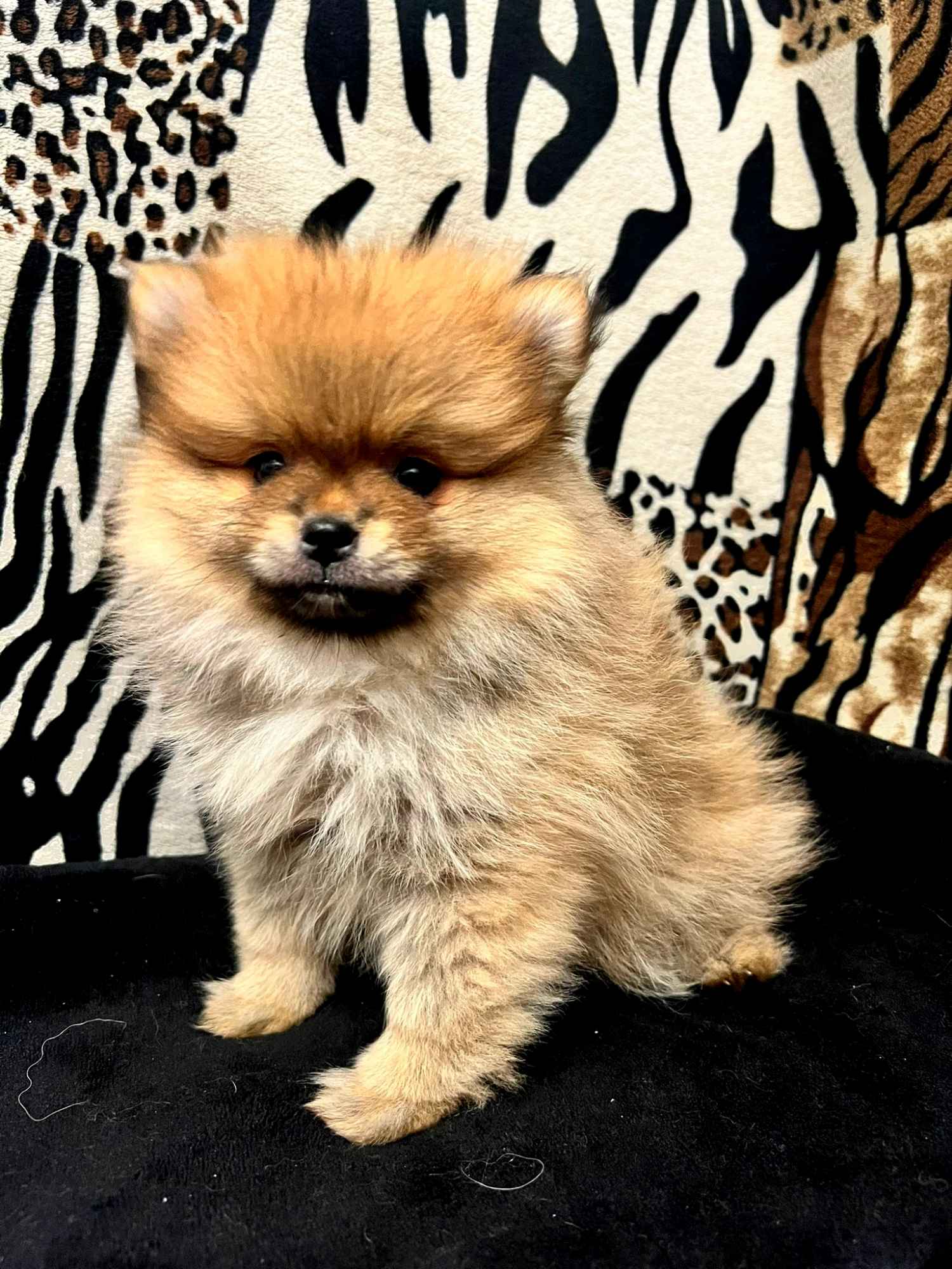 Szpic miniaturowy, Pomeranian - ORANGE Widzew - zdjęcie 4