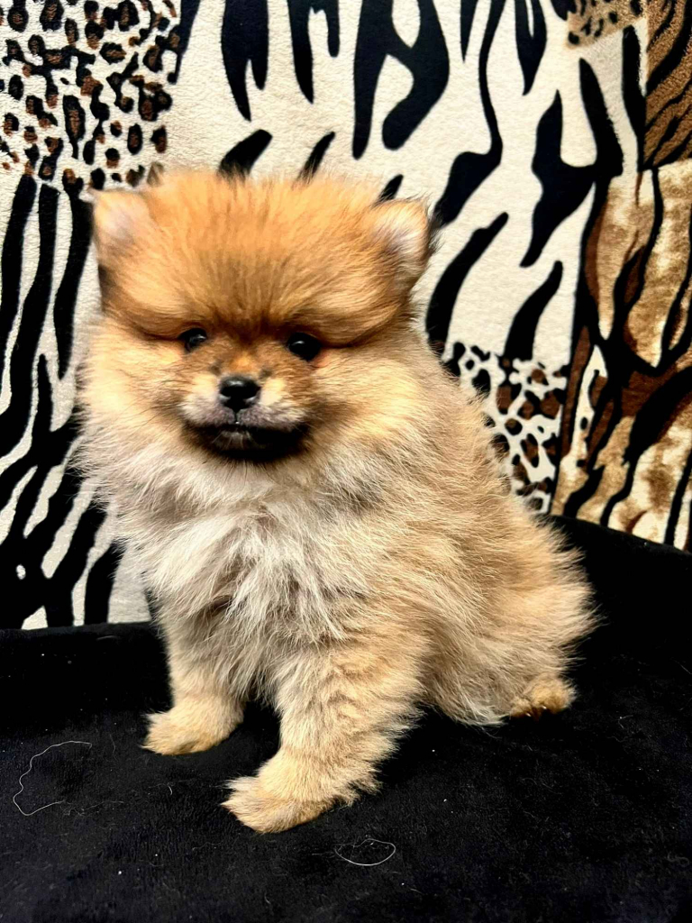 Szpic miniaturowy, Pomeranian - ORANGE Widzew - zdjęcie 4