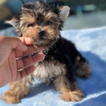 Piękne szczenięta Yorkshire Terrier IHR Rodowód Bemowo - zdjęcie 2