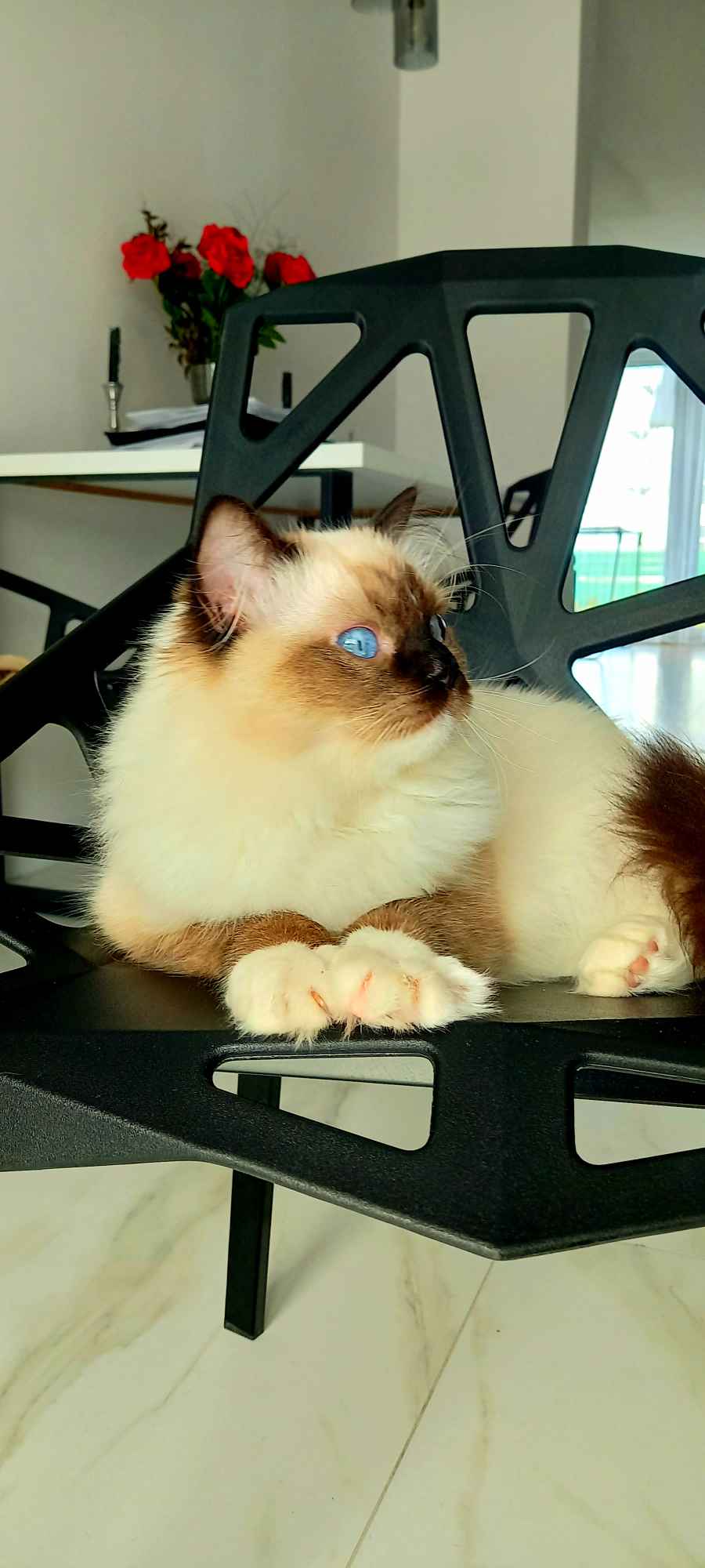 Ragdoll kocurek 8 miesięczny Psie Pole - zdjęcie 2