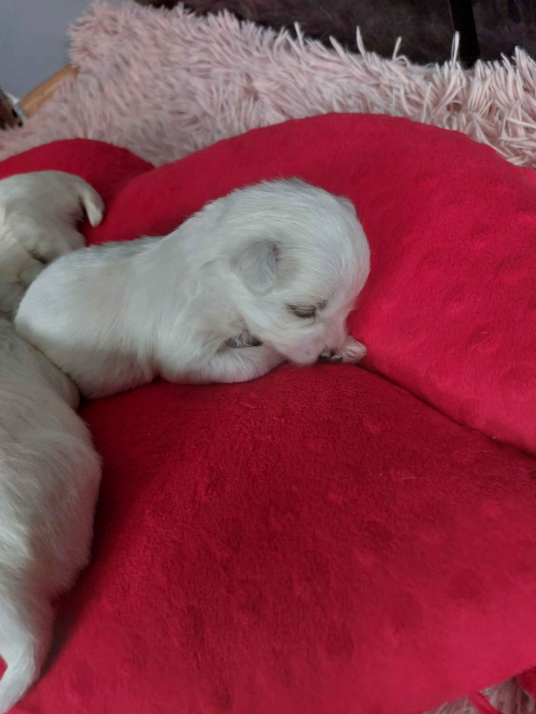 Maltanczyki po małych rodzicach Dębica - zdjęcie 2