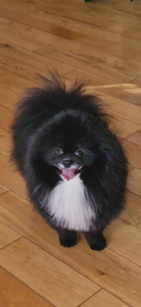 Szpic miniaturowy, pomeranian Bochnia - zdjęcie 5