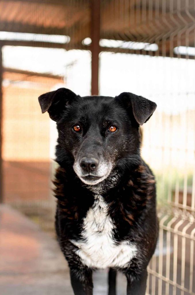 Sonia - spokojna, delikatna sunia szuka domu! Olsztyn - zdjęcie 1