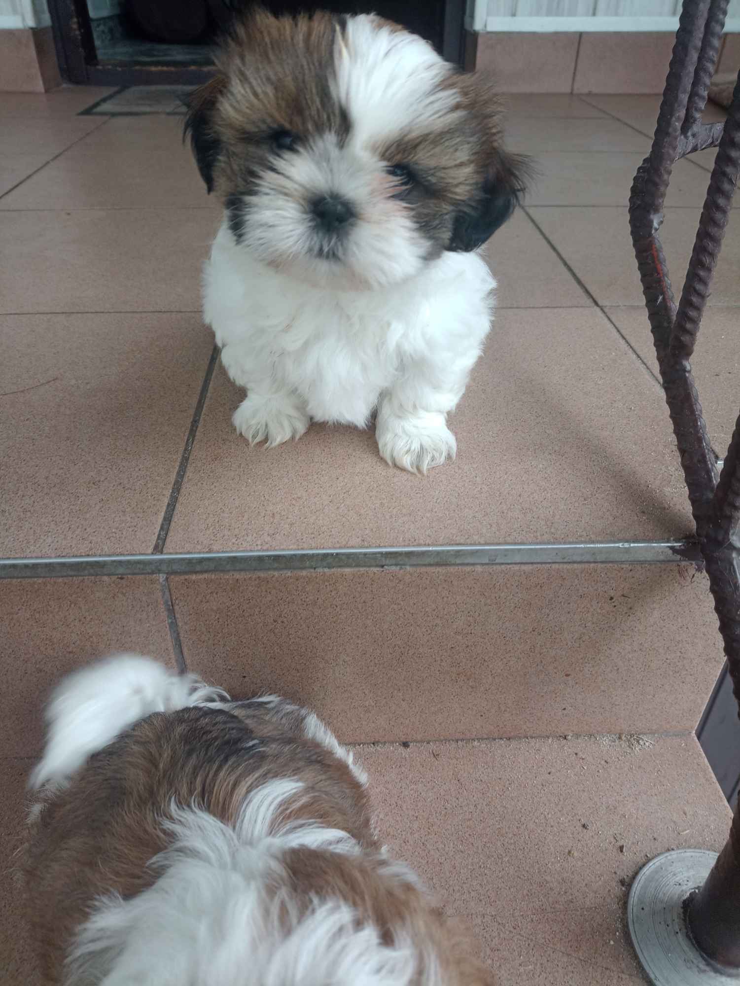 Dwie sunie shih tzu Klucze - zdjęcie 3