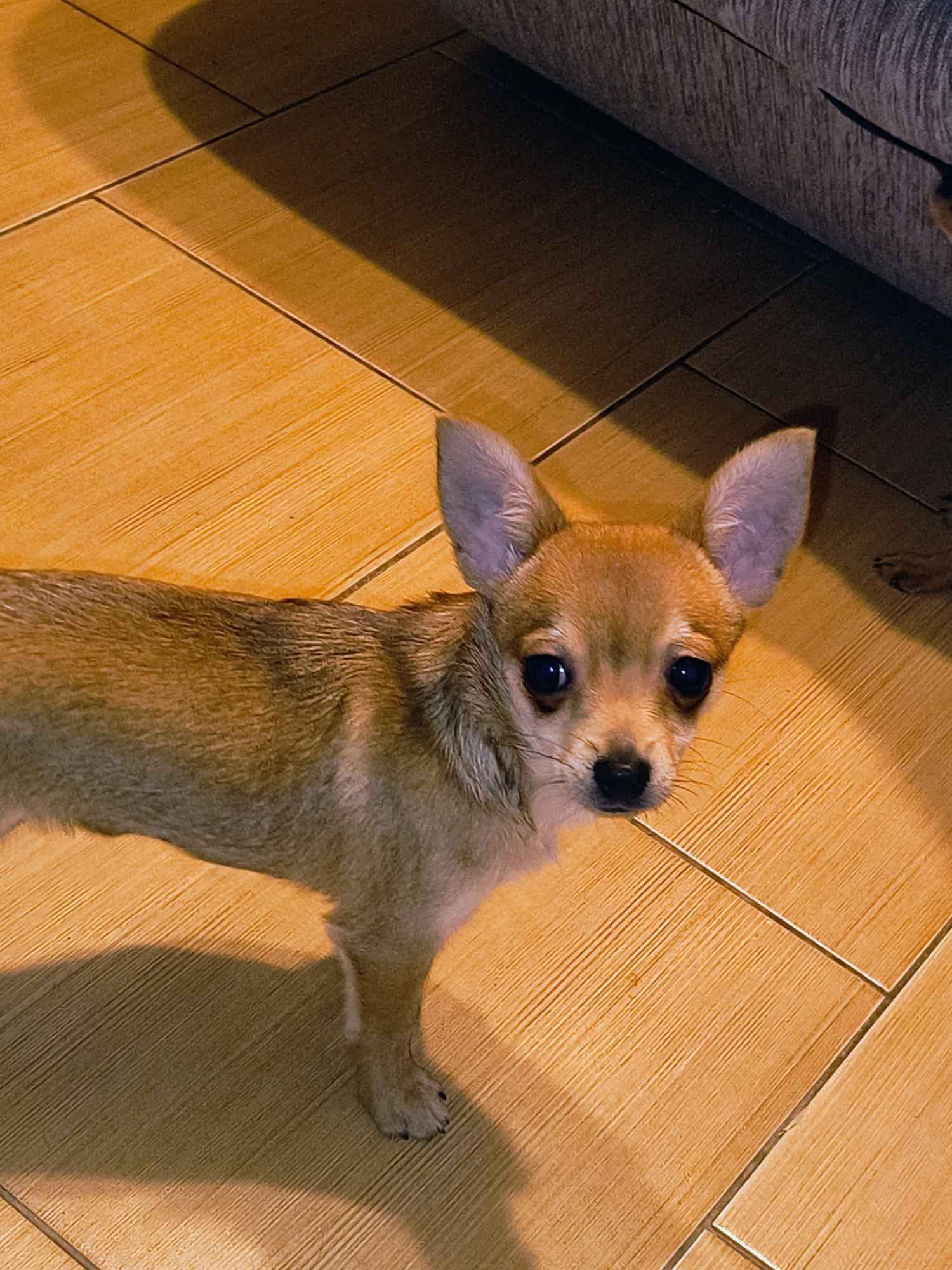 Chihuahua piesek Zduńska Wola - zdjęcie 1
