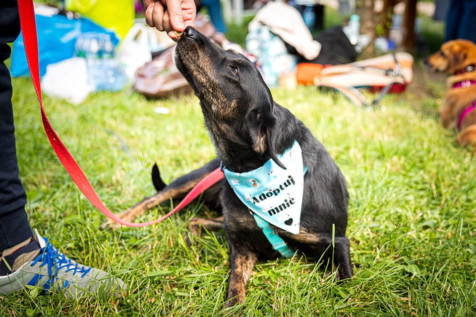 Pokochaj Colę - aktywną i wierną towarzyszkę Twoich przygód! ⛰️🗺️ Łętkowice - zdjęcie 2