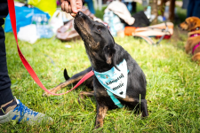 Pokochaj Colę - aktywną i wierną towarzyszkę Twoich przygód! ⛰️🗺️ Łętkowice - zdjęcie 2