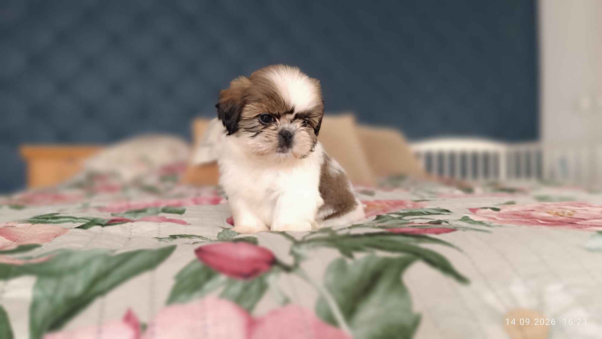 Szczeniaki shih tzu Łukowa - zdjęcie 2