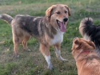 Sofi - roczna, domowa, wychowana sunia Olsztyn - zdjęcie 4