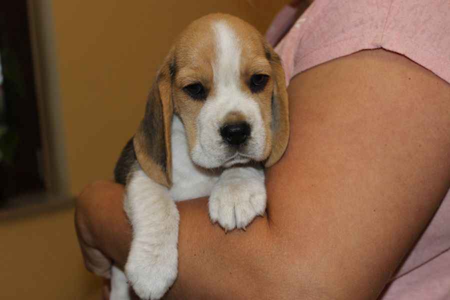 Kawaler Beagle ZKwP (FCI) po Championie Polski Aleksandria - zdjęcie 6