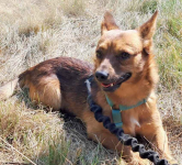 HENIO maleńki grzeczny piesek szuka  domu Mszczonów - zdjęcie 6