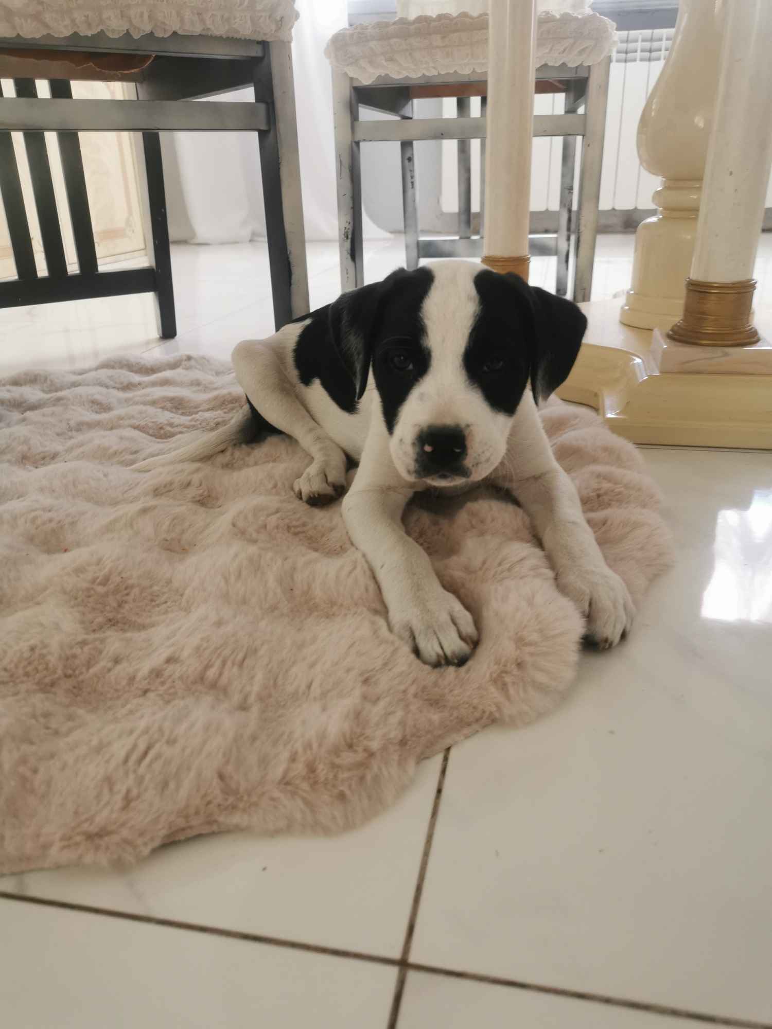 Suczka i piesek amstaff Oleksów - zdjęcie 1