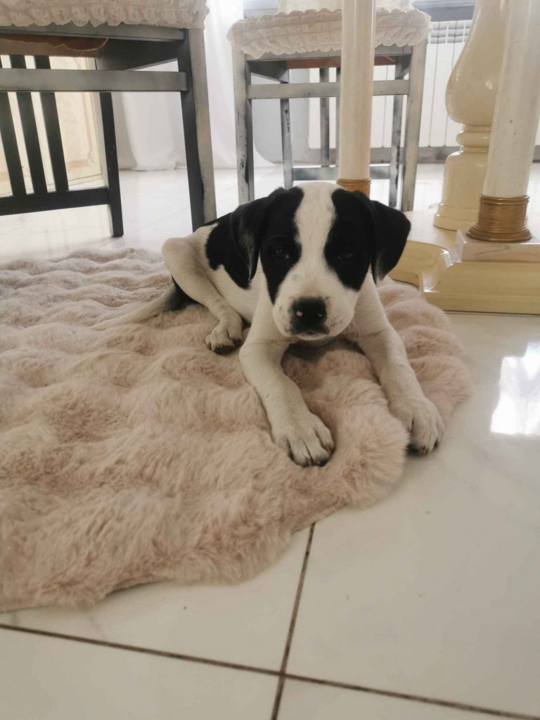 Suczka i piesek amstaff Oleksów - zdjęcie 1