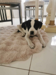 Suczka i piesek amstaff