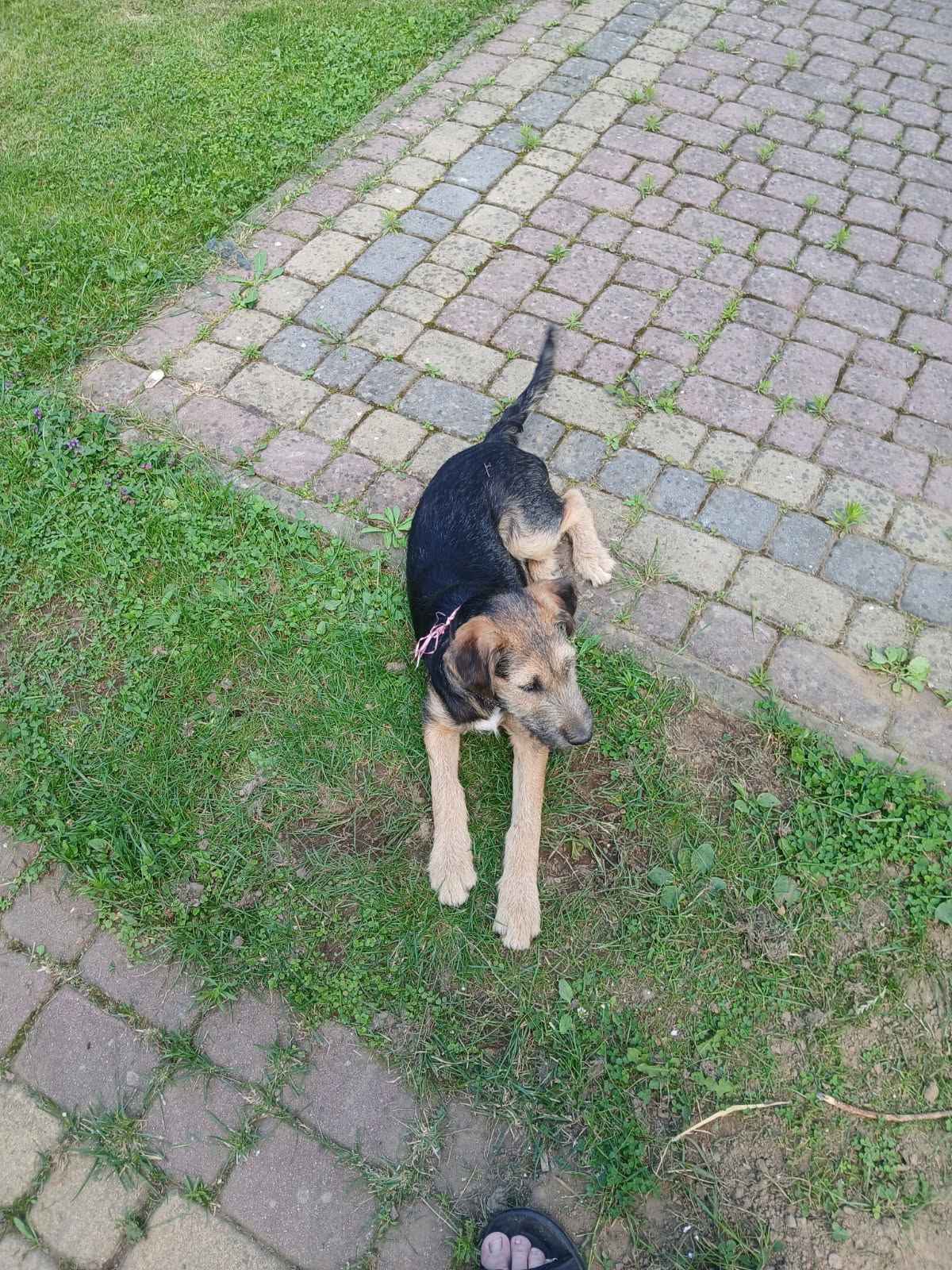 Oddam pieska w dobre ręce Bachórz - zdjęcie 2