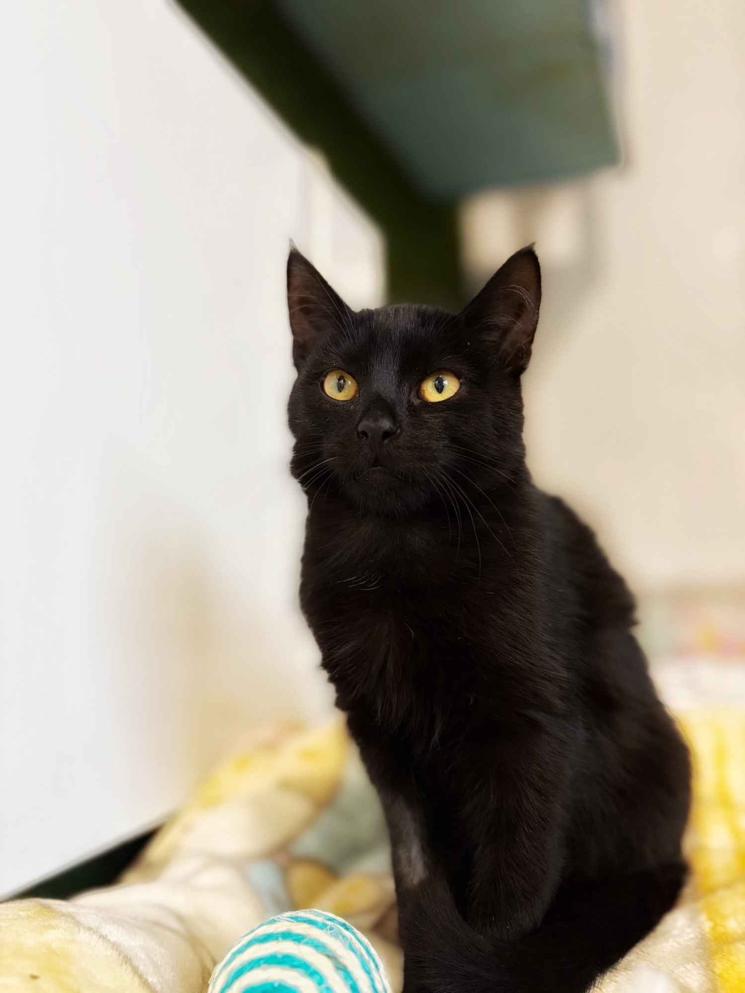 6 miesięczny kociak Gizmo szuka domu Olsztyn - zdjęcie 6