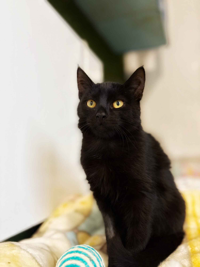 6 miesięczny kociak Gizmo szuka domu Olsztyn - zdjęcie 6